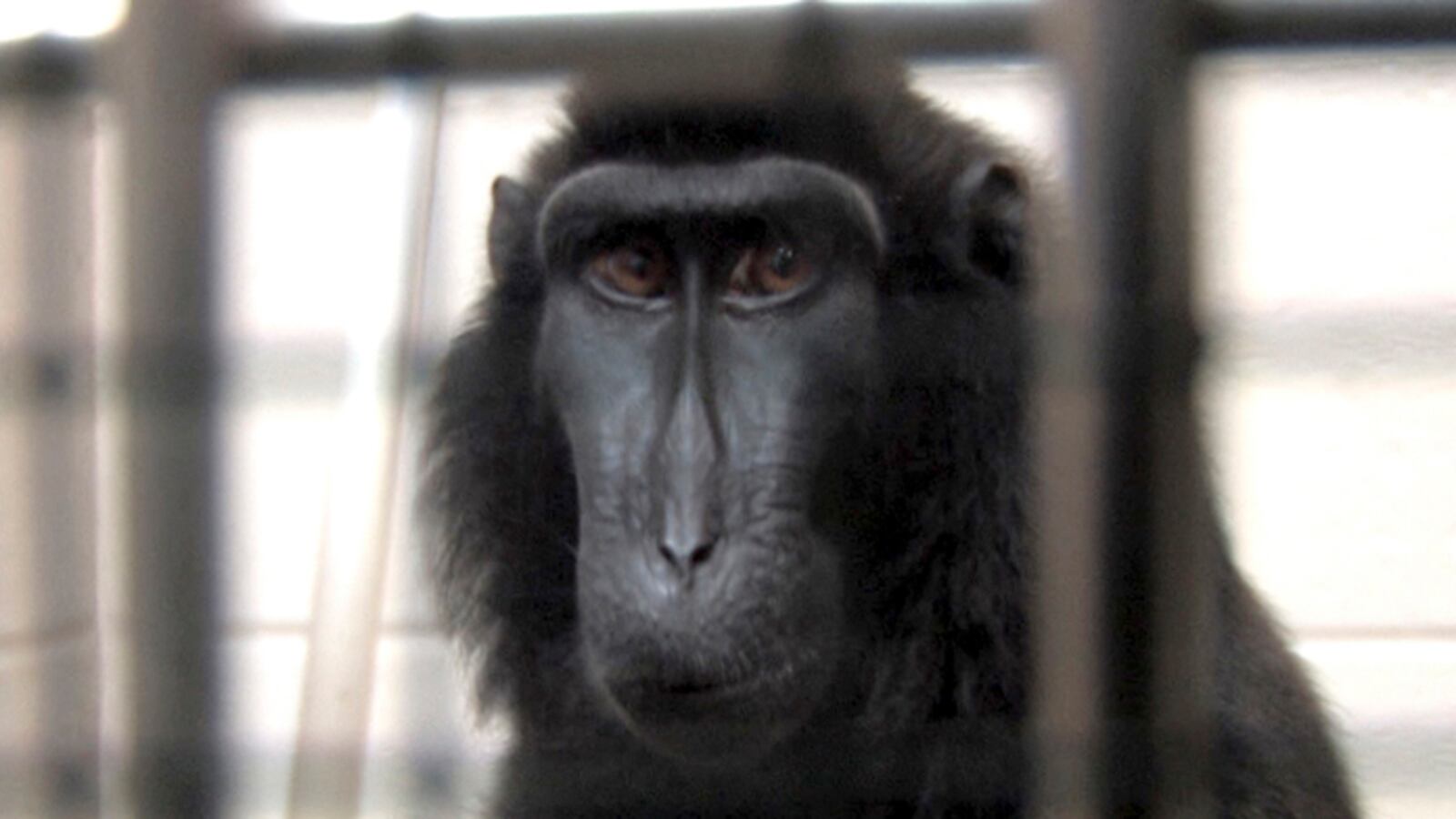cheats/2012/04/12/researchers-demonstrate-baboons-are-literate/animals-of-the-year-winter-exotic-animals_p1ocbz