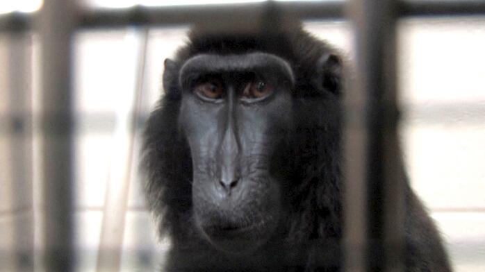 cheats/2012/04/12/researchers-demonstrate-baboons-are-literate/animals-of-the-year-winter-exotic-animals_p1ocbz