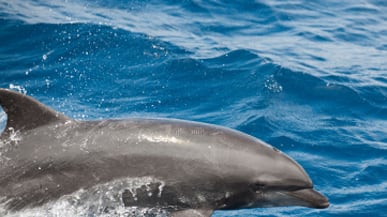 cheats/2011/04/08/dead-baby-dolphins-wash-ashore-in-gulf/bottlenose-dolphin_dcc9rb