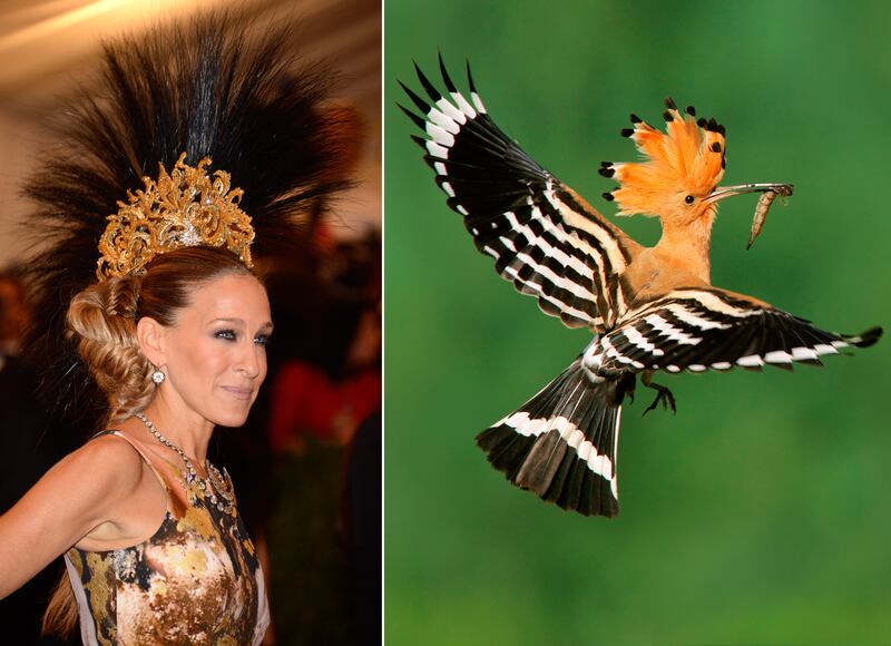 galleries/2013/05/07/met-gala-2013-guests-who-looked-like-animals/130507-gal-gala-animal-parker_ekcatf