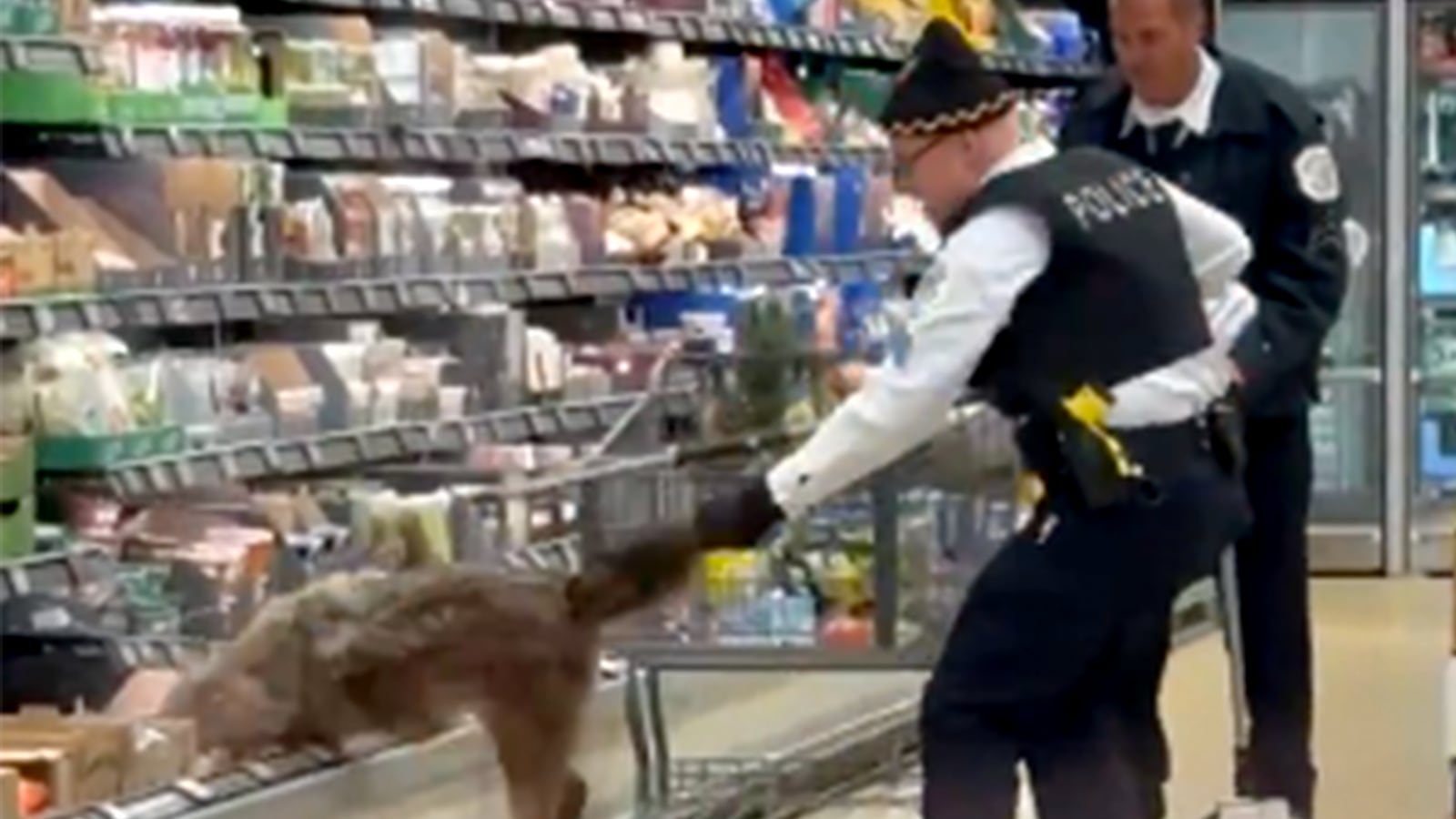 Cyote in Chicago area grocery store