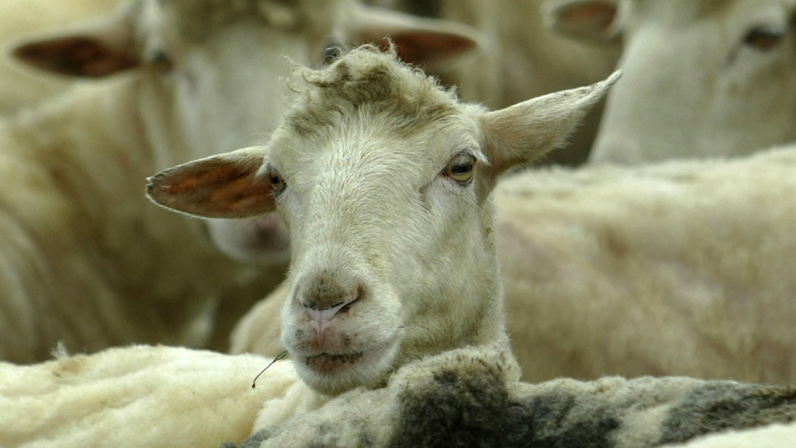 Sheep eat grass one day after municipal elections in the western Macedonian village of Galata, March 28, 2005.
