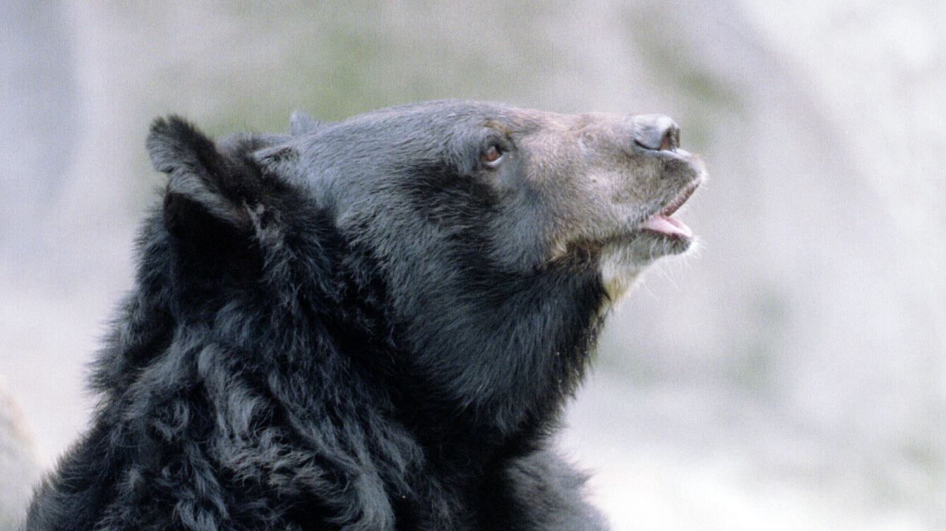 1995-10-23T120000Z_1645347593_PBEAHUNEHET_RTRMADP_3_BEAR_lyzpx4