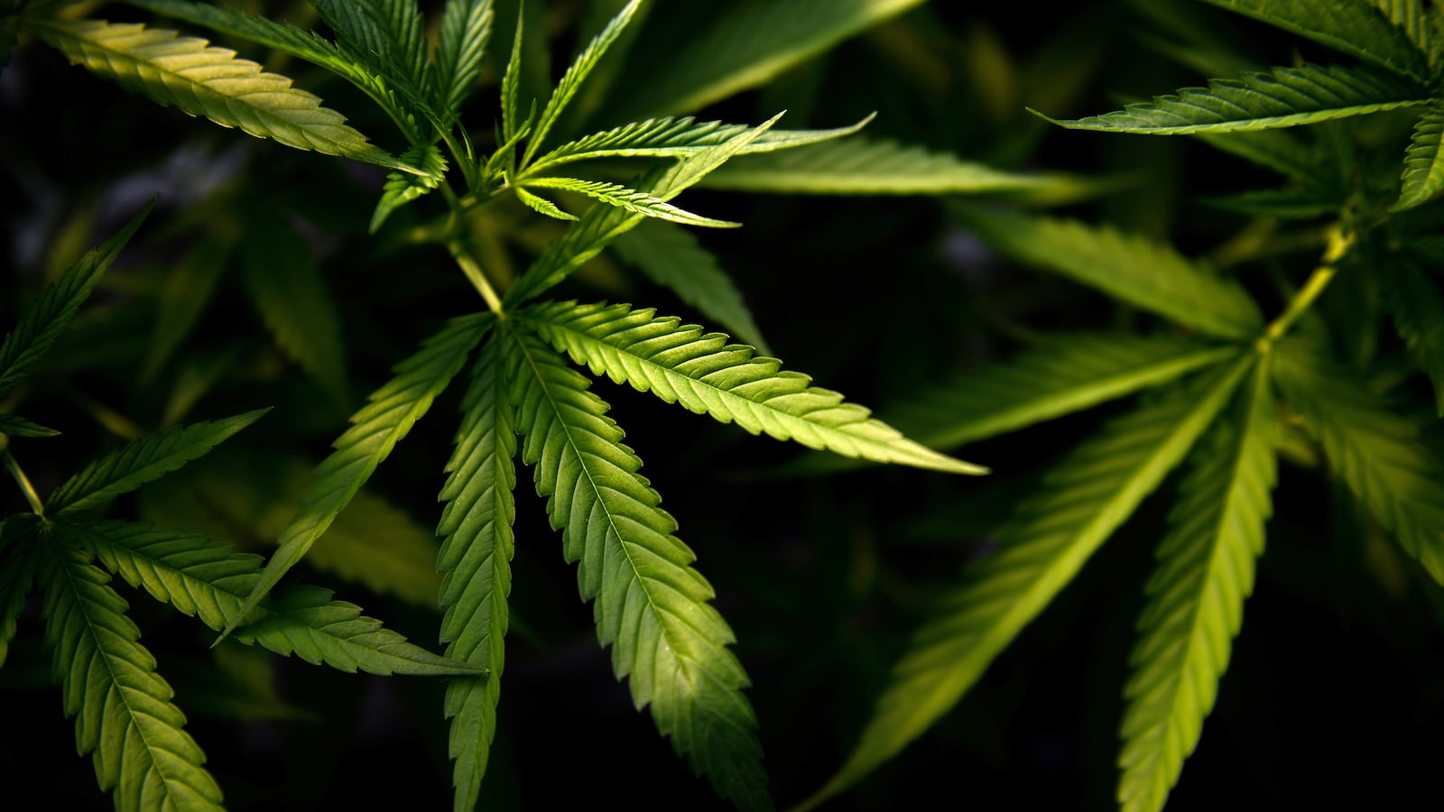 2021-04-07T052911Z_735590863_RC2TQM9V3Q25_RTRMADP_3_THAILAND-CANNABIS_zi17eu