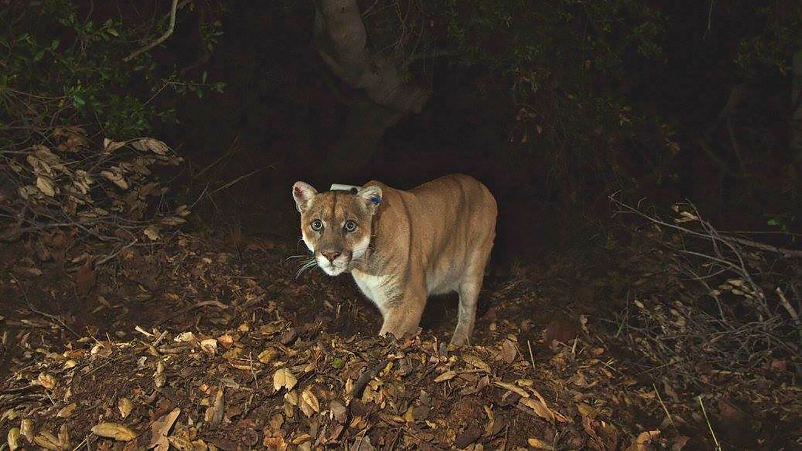 A mountain lion designated 'P22' is seen in the Santa Monica Mountains National Recreation Area in this 2014 trail camera image from the National Park Service.