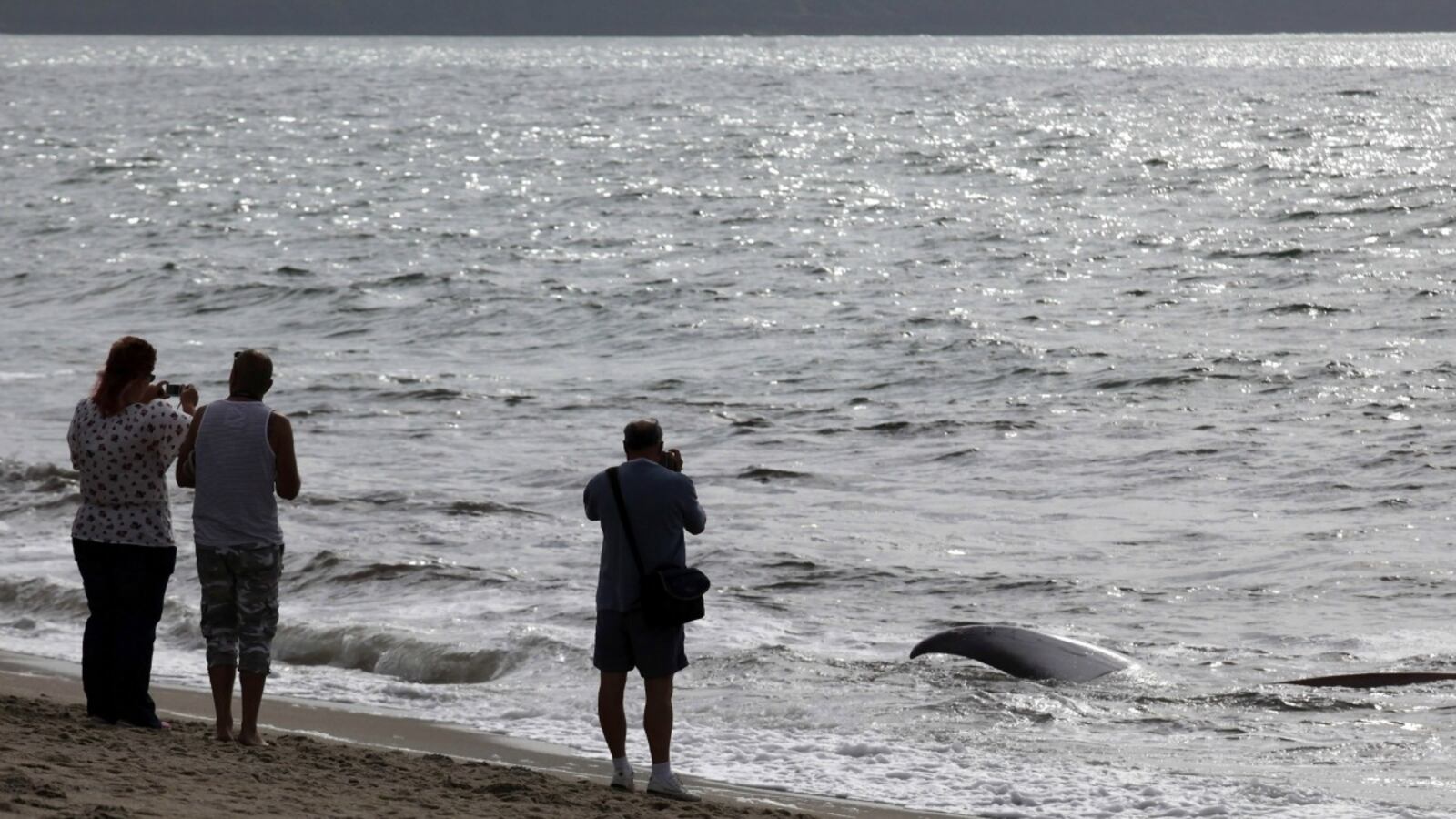 cheats/2012/09/01/17-beached-whales-die-in-orlando/whale-cheat_za6rfd