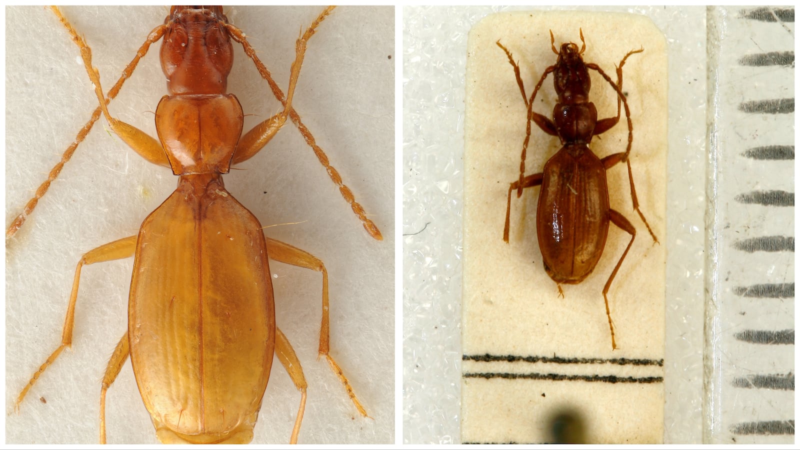 The beetle Anophthalmus hitleri, named after Adolf Hitler.