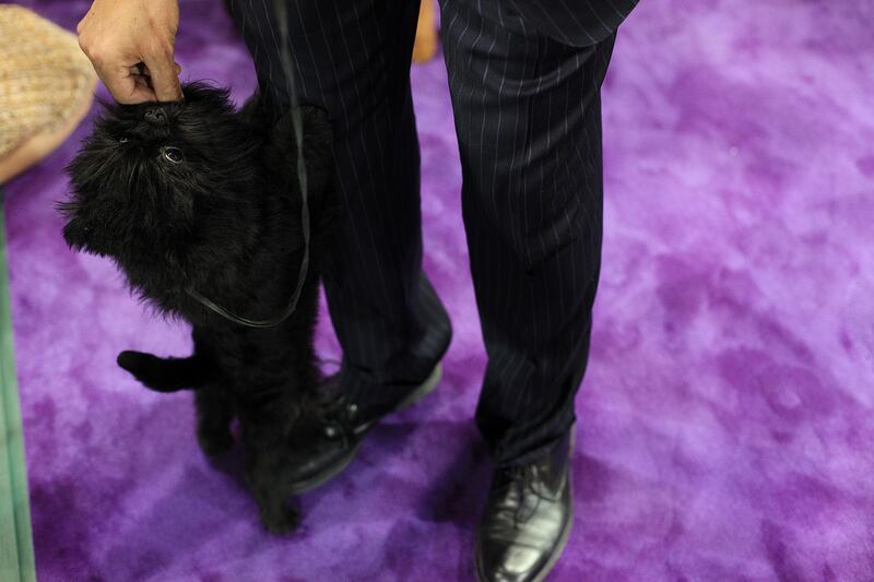 galleries/2014/02/12/westminster-parade-of-purebreds-photos/westminster-gal-18_turjy8