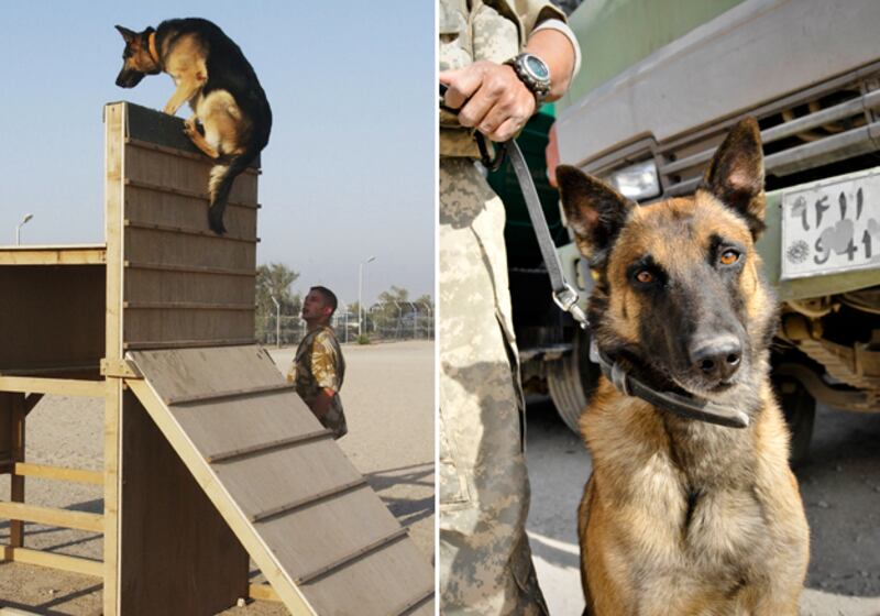 galleries/2010/12/13/heroic-animals/heroic-animals---military-dogs_uihfwj