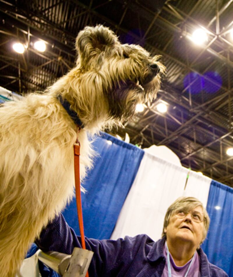 galleries/2010/10/29/dangerous-dogs/dangerous-dogs---briard_zocrfi
