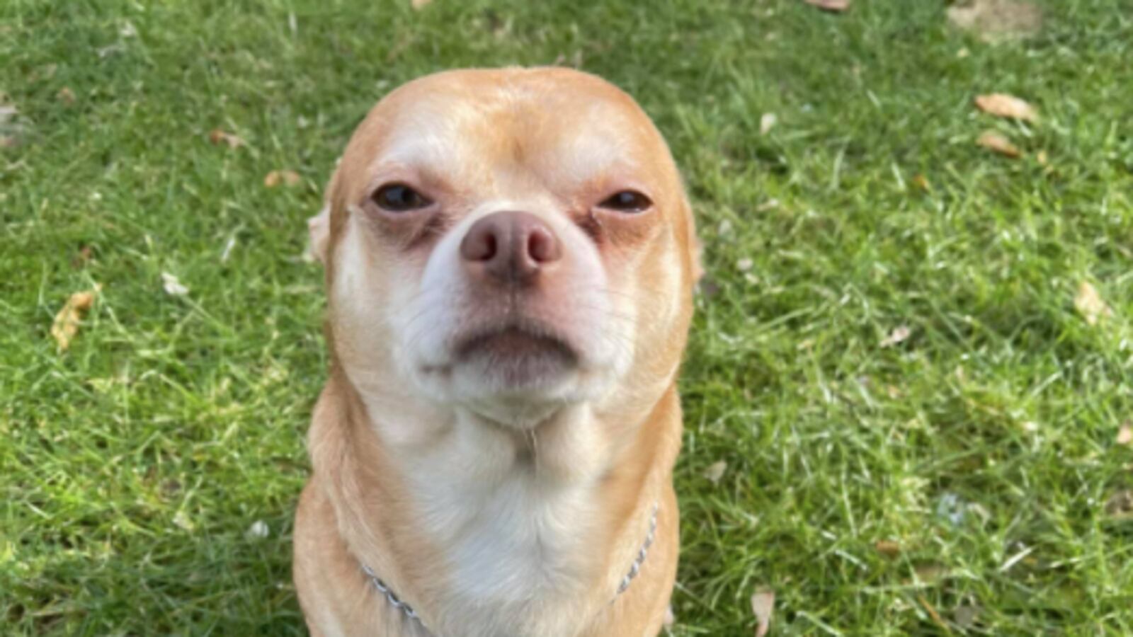 Screen_Shot_2021-04-27_at_11.21.24_AM_lva98h