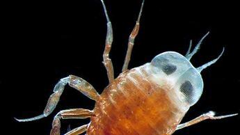 cheats/2010/10/05/ocean-census-finds-web-of-marine-life/marine-wildlife_tvxtov