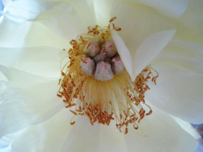 galleries/2010/05/04/dominique-browning-s-favorite-flowers/bouquets-7-1_co1rpj