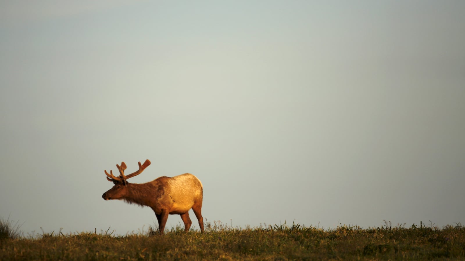 Tule elk
