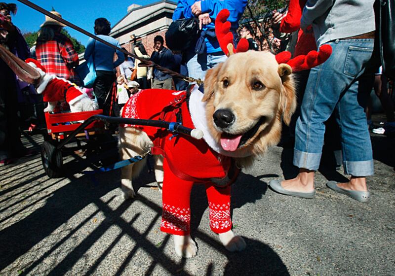 galleries/2010/12/22/reindogs/reindogs-3_dgx9zh