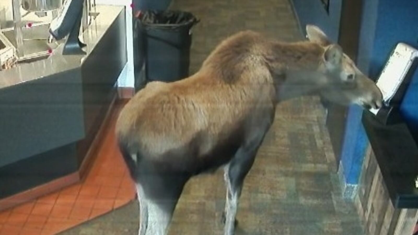 Moose walks into a movie theater. Kenai Cinemas/Facebook