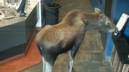 Moose walks into a movie theater. Kenai Cinemas/Facebook
