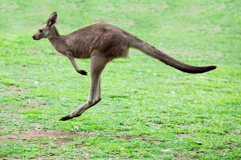 galleries/2012/07/13/animals-on-the-loose/kangaroos-escape_pucmst