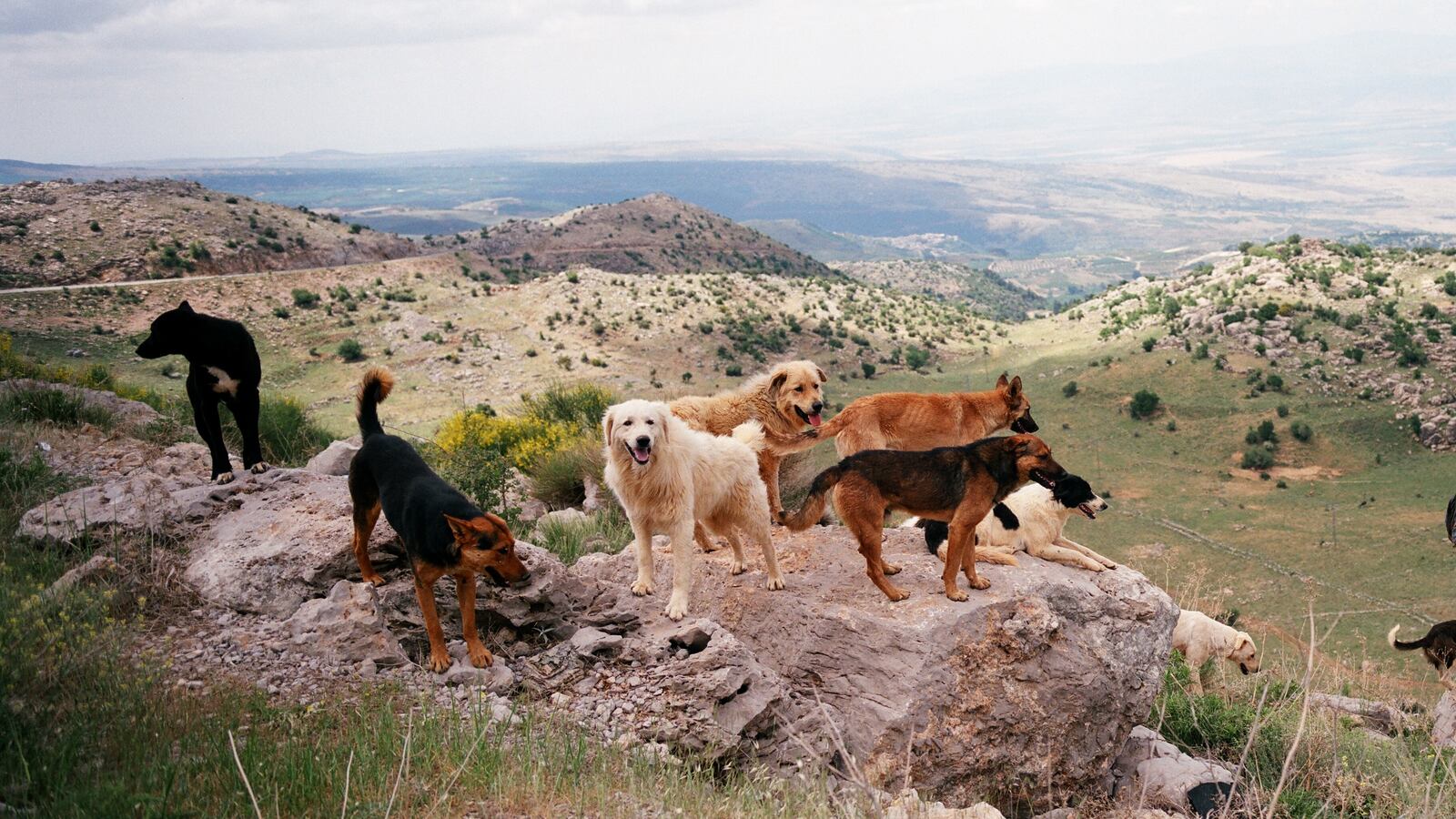 articles/2013/02/22/israeli-american-company-to-drill-for-oil-in-occupied-golan-heights/golan-panorama-openz_ajbfv8