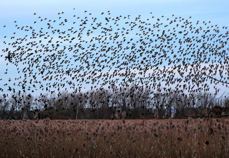 A murmuration of of Starlings fly at dusk over the Piermont Marsh along the Hudson River in Piermont, New York, U.S. November 21, 2019.