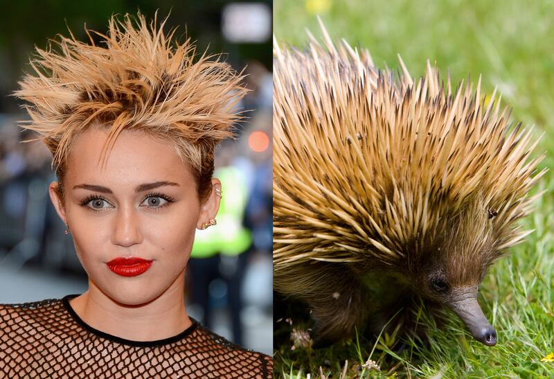 galleries/2013/05/07/met-gala-2013-guests-who-looked-like-animals/130507-gal-gala-animal-cyrus_cx9mgx