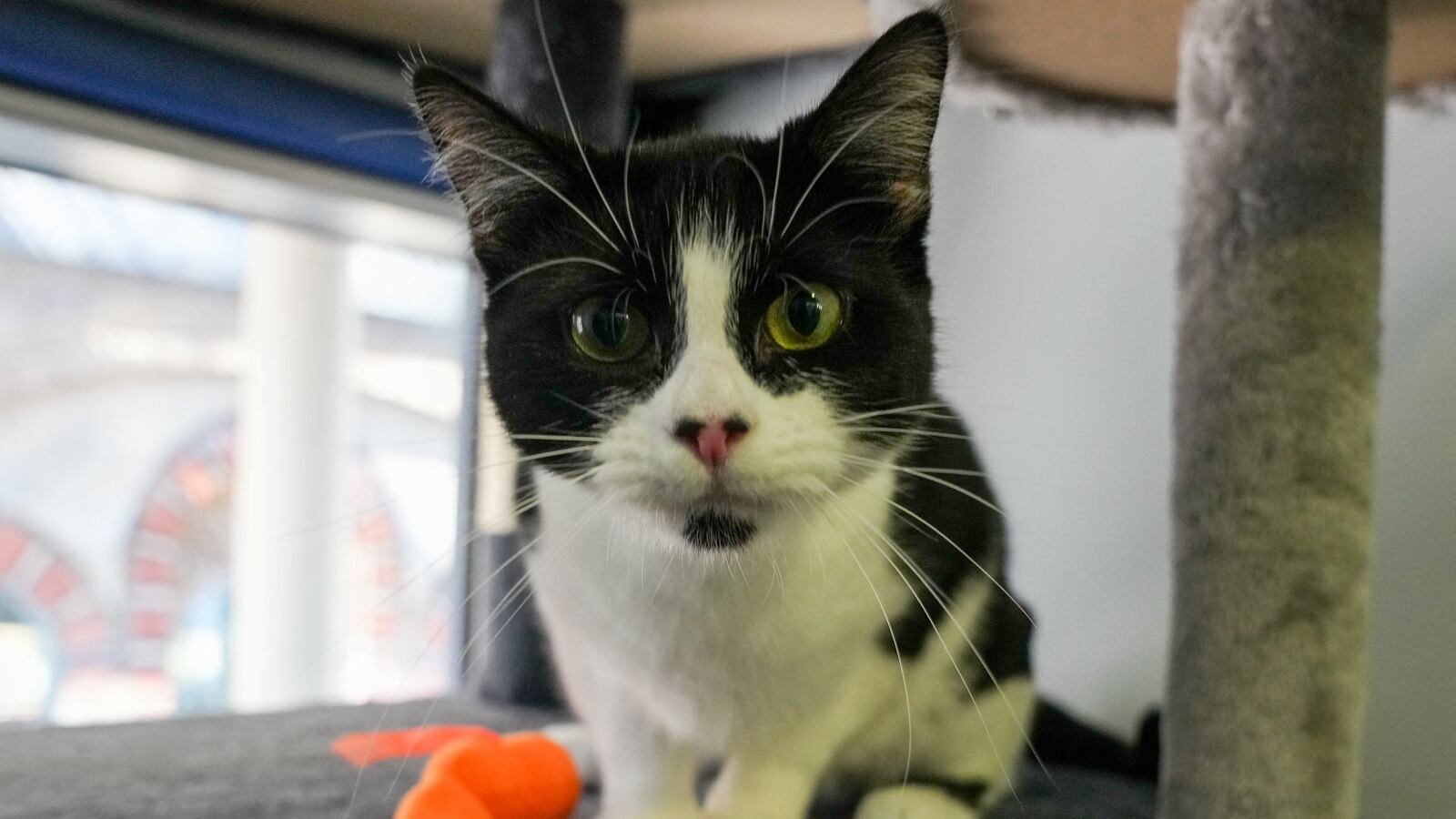 A black and white cat stares intently