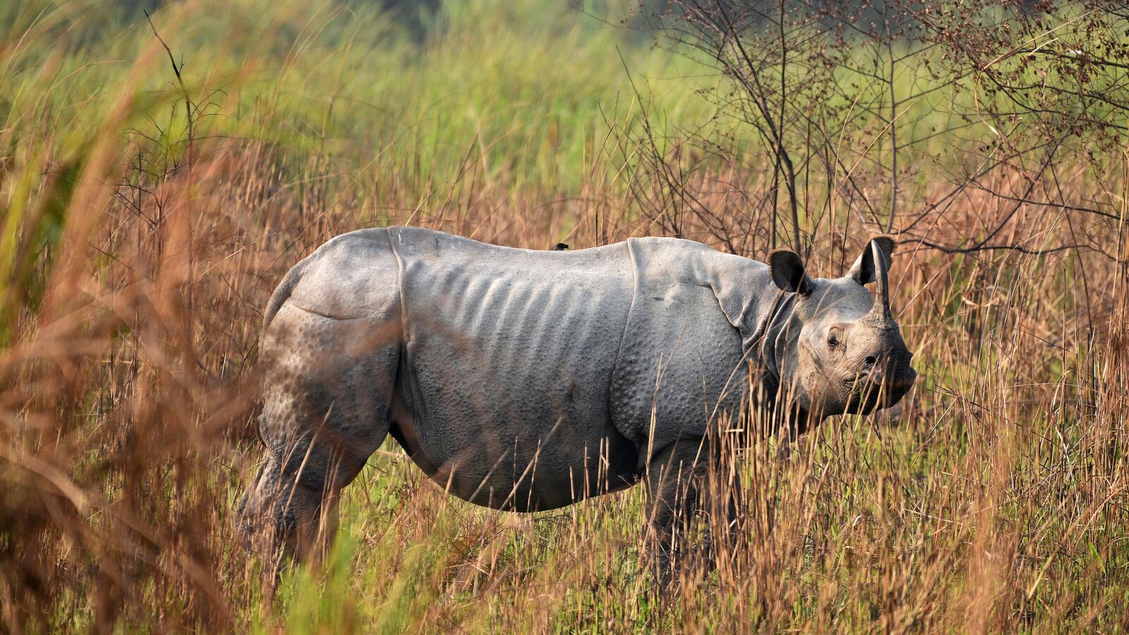 2018-03-26T000000Z_779685908_RC1636006E70_RTRMADP_3_INDIA-RHINOS_vhuxza
