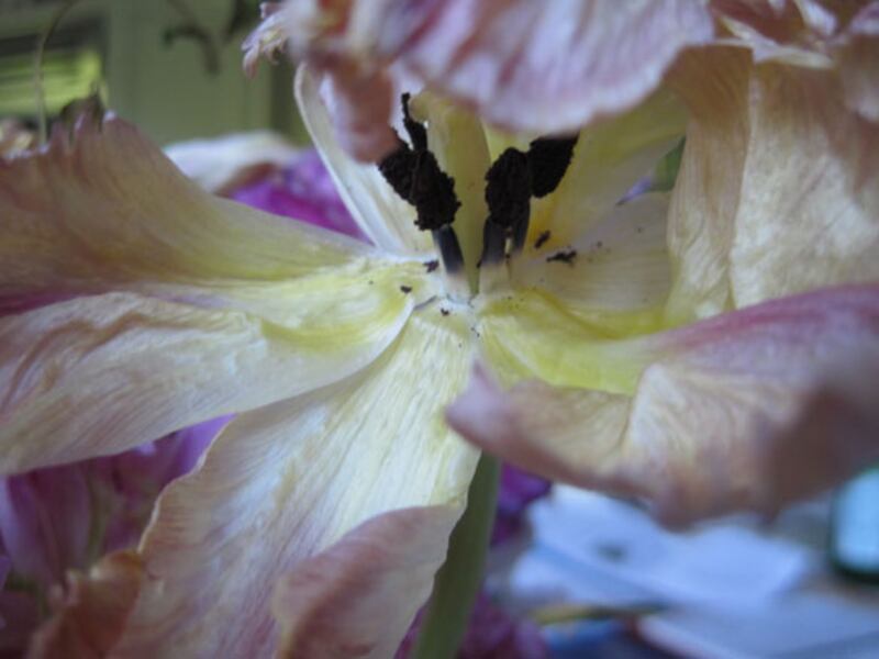 galleries/2010/05/04/dominique-browning-s-favorite-flowers/bouquets-7_cnulhg
