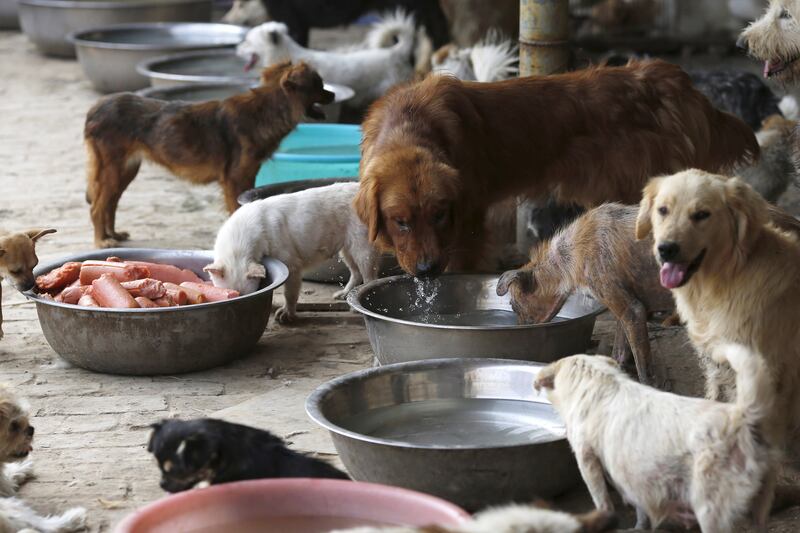 galleries/2015/07/09/dog-s-best-friend-meet-the-woman-saving-pups-from-slaughter/140709-dog-meat-activist-6_do0jgm