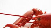 articles/2009/07/21/the-lobster-market-crash-of-2009/lobster_k9gz2a
