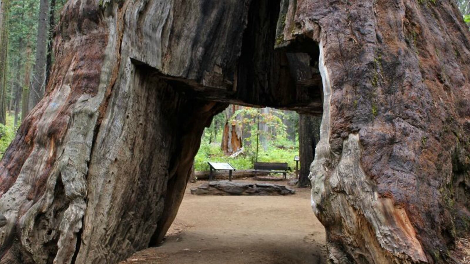 cheats/2017/01/09/storm-destroys-iconic-california-tree/170109-calaveras-tree-drive-down-cheat_xwqvqa