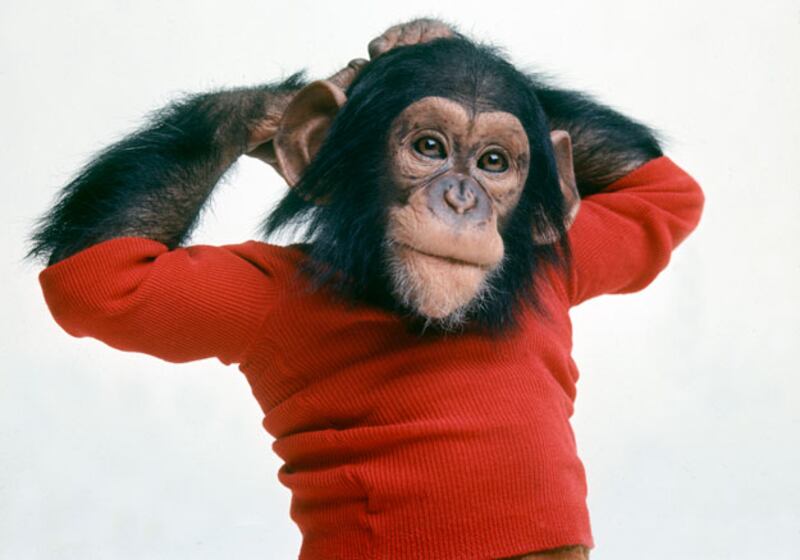 galleries/2011/01/30/sundance-what-got-bought/sundance-bought---project-nim_awoivw