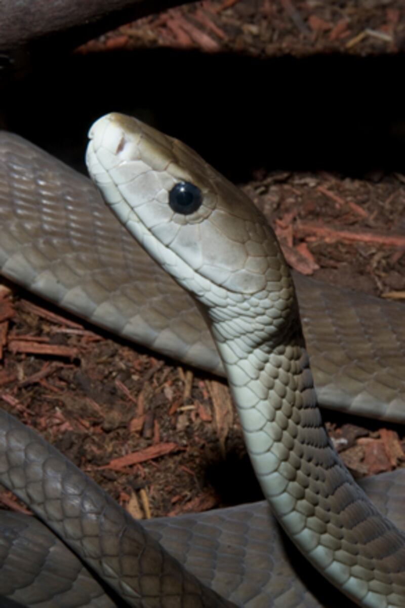 galleries/2010/02/25/the-world-s-deadliest-snakes/deadliest-snakes---black-mamba_frc7c0
