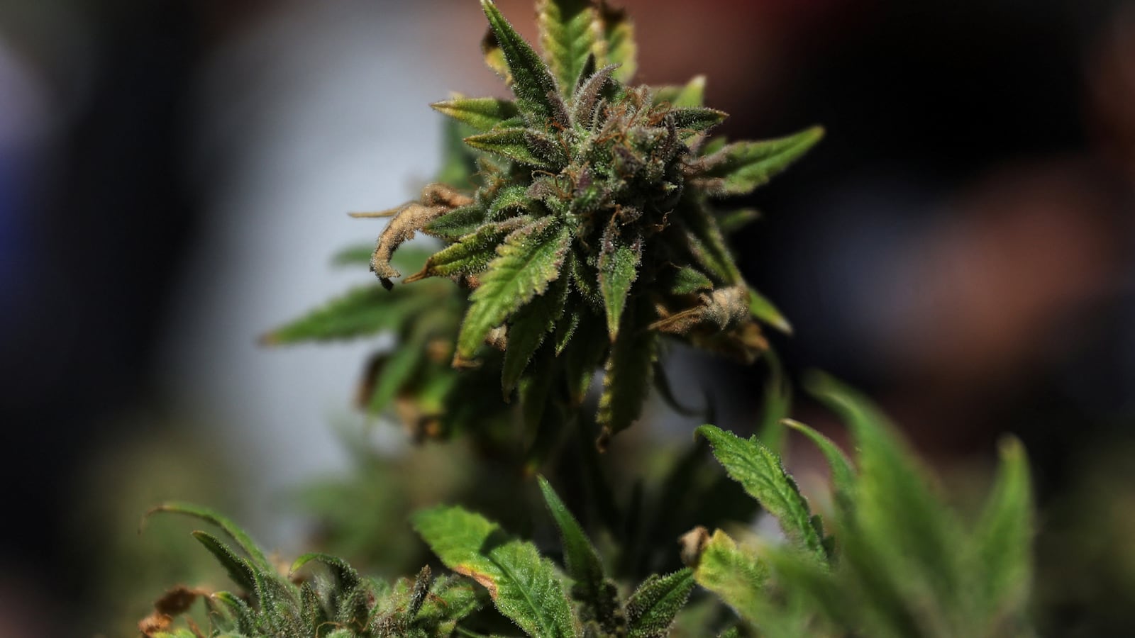 A marijuana plant sits on a table.