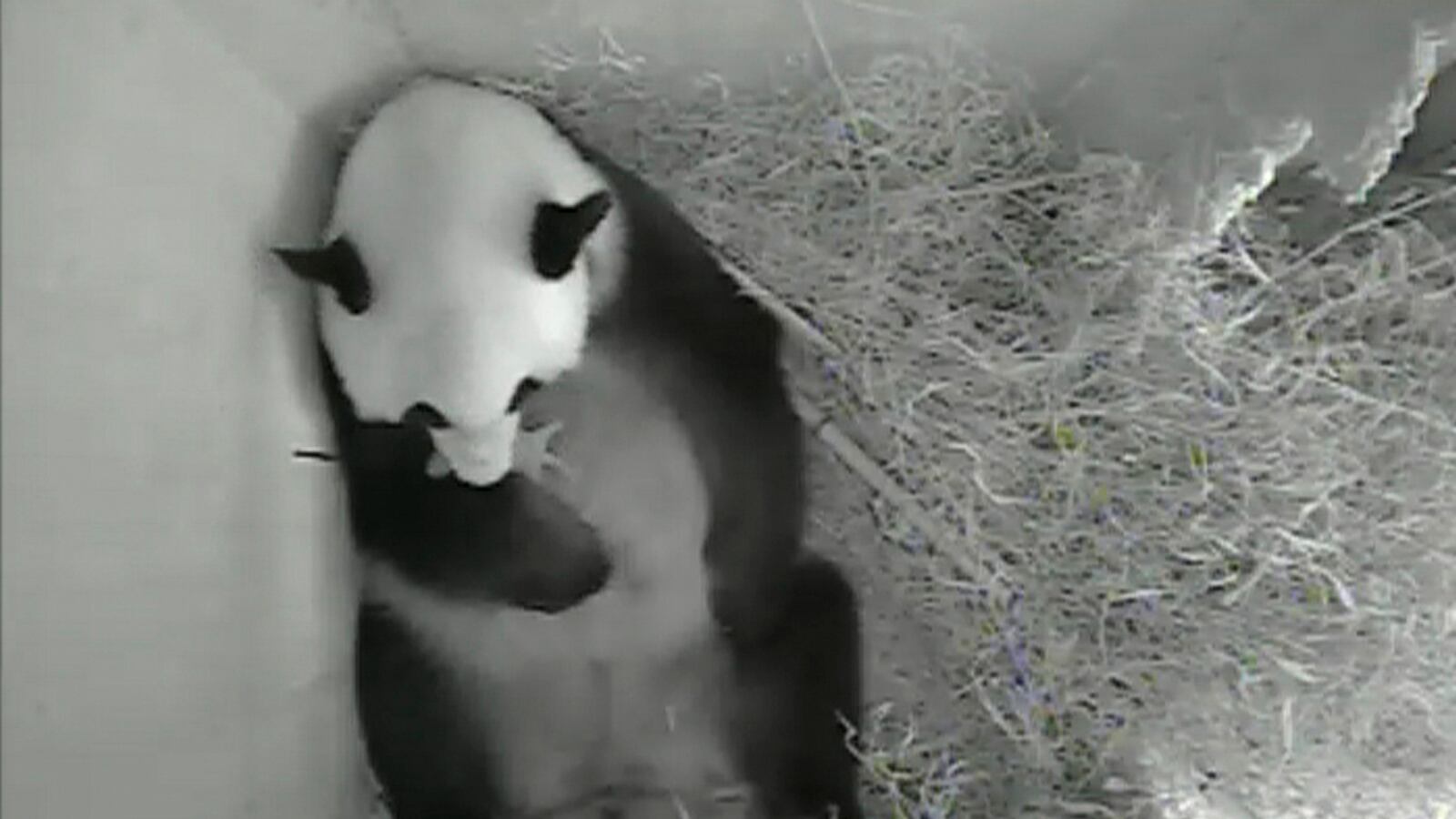cheats/2013/08/17/giant-panda-gives-birth-in-vienna/130817-baby-panda-born-cheat_ugmcki