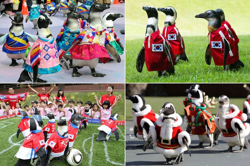 galleries/2011/10/24/best-dressed-penguins/best-dressed-penguins-tease_vknqsx