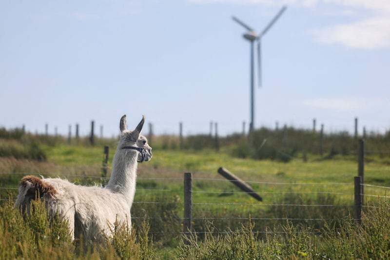 A llama stands in a field near a wind turbine, as Britain experiences record temperatures during a heatwave, at the Wellbeing farm in Lancashire, Britain, June 25, 2026.