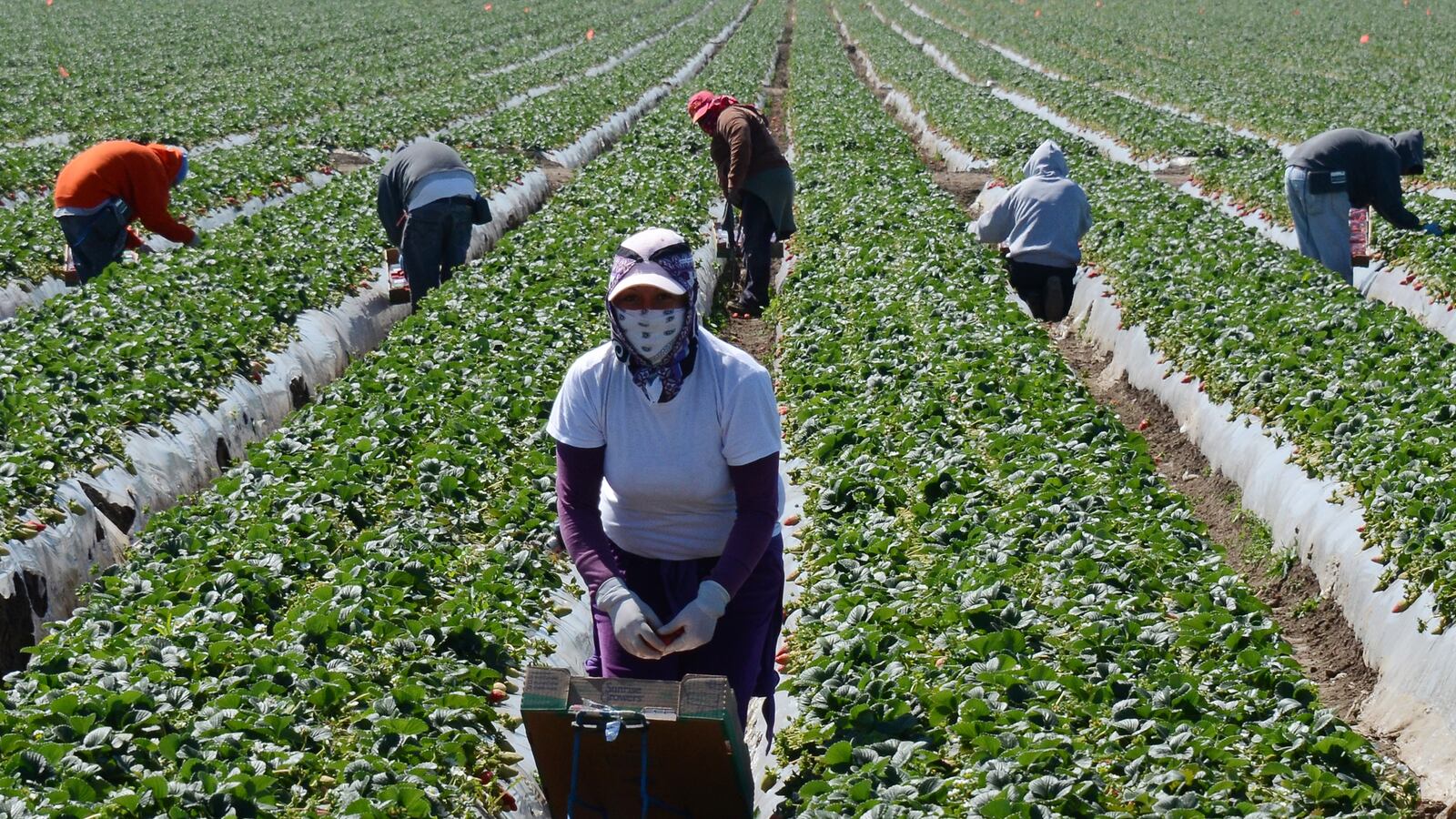 cheats/2013/06/20/house-shoots-down-farm-bill/130524-farm-worker-shortage-tease_h5o2ka