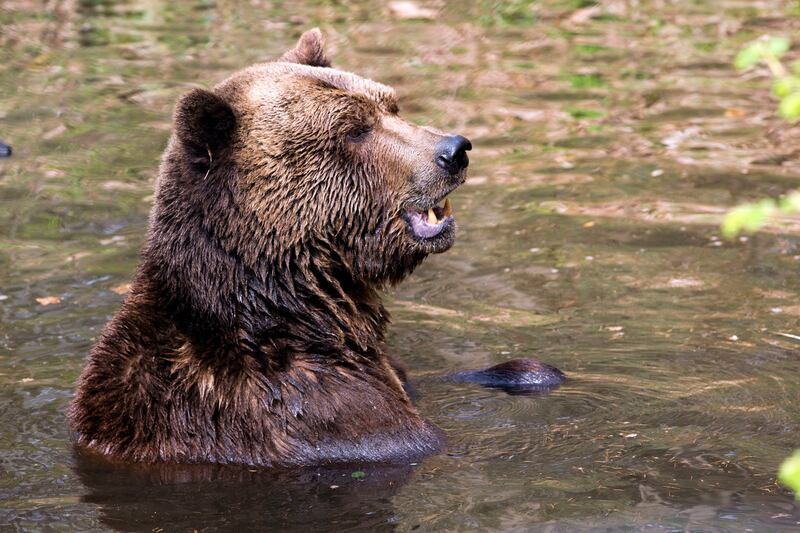 galleries/2013/05/24/cicadas-sharks-and-more-horrors-to-come-in-summer-2013-photos/130524-summer-bear_awyl99