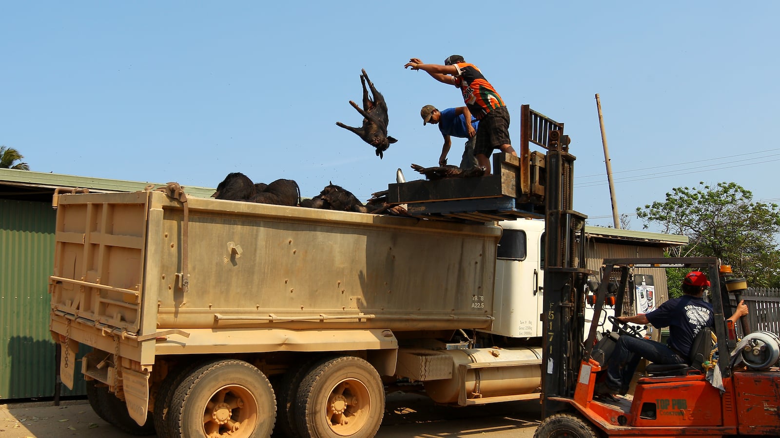 articles/2012/11/15/hog-hunters-dc-needs-you/129026698_nrwfbh