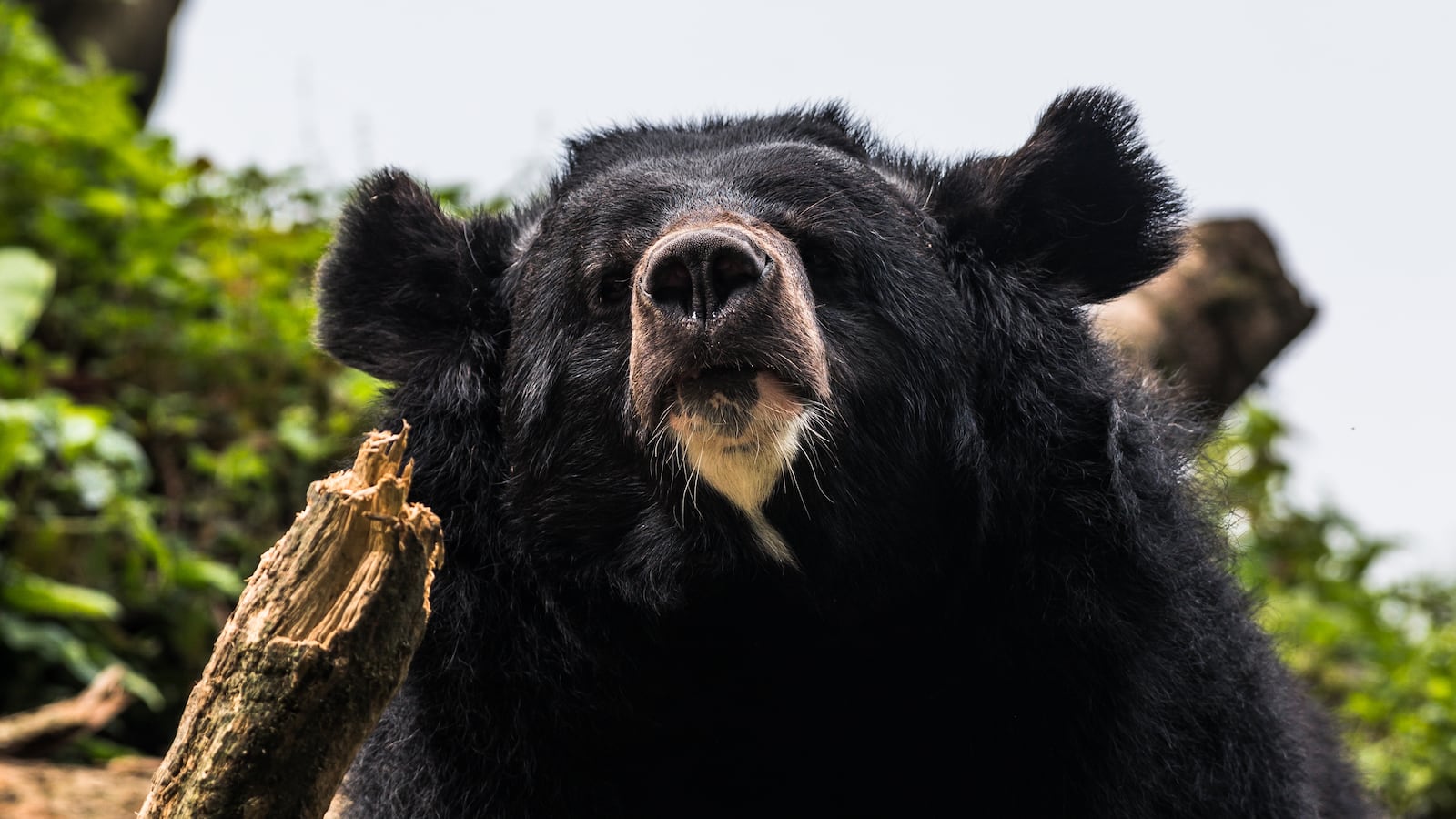 The Asian black bear