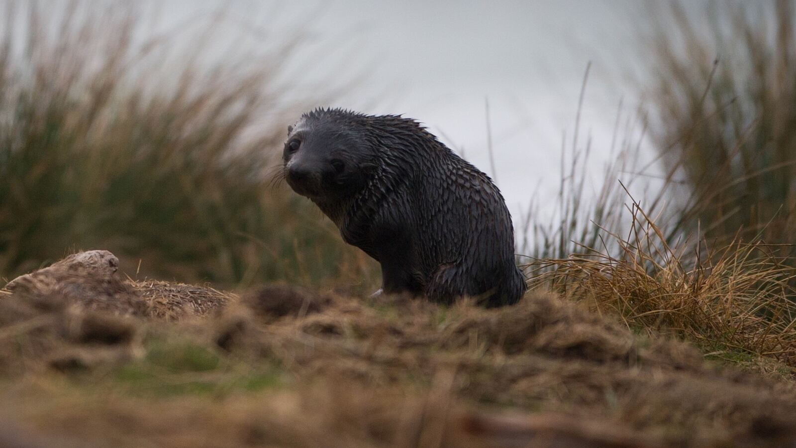 A baby New Zealand fur seal sits on a beach on the Otago Peninsula near Dunedin. New Zealand fur seals are the most common seals in New Zealand waters. AFP PHOTO / MARTIN BUREAU (Photo credit should read MARTIN BUREAU/AFP via Getty Images)