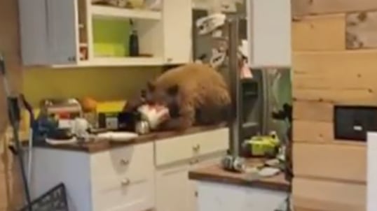 Screen_Shot_2021-11-13_at_4.49.13_PM_njnv5z