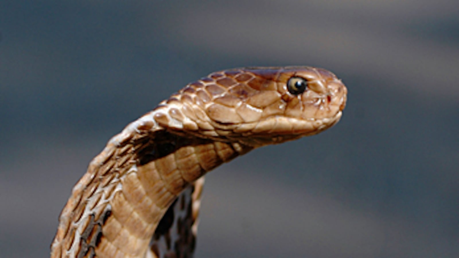cheats/2011/03/27/cobra-escapes-bronx-zoo/cobra_tvjo6a
