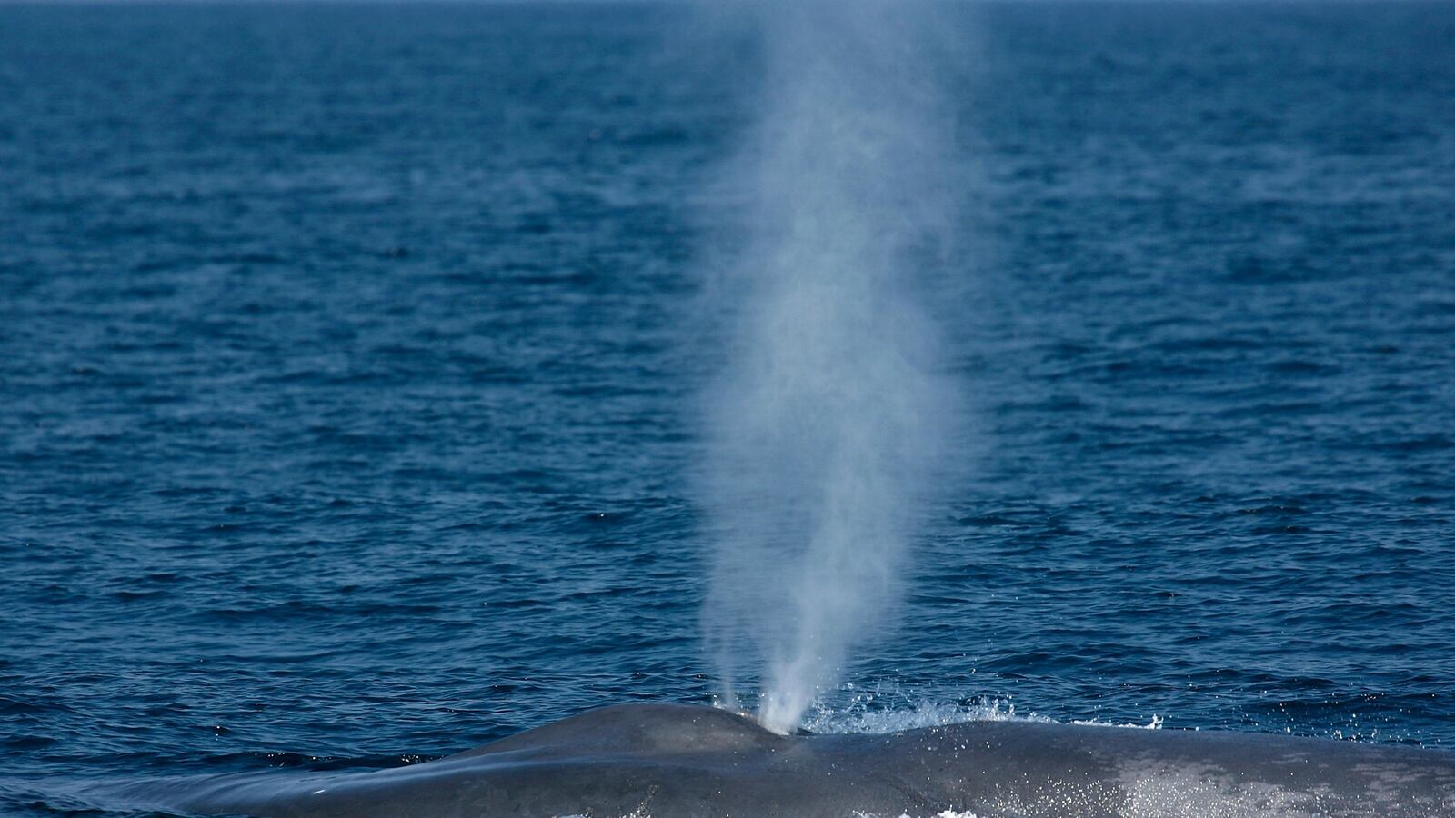 cheats/2014/09/06/blue-whale-population-back-at-97/140906-blue-whale-cheat_rdp0cq