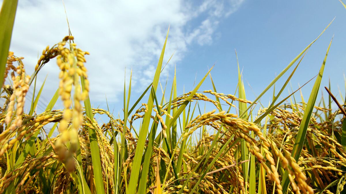 cheats/2011/09/24/radioactive-rice-found-near-fukushima/japan-rice-cheat_aaw57k