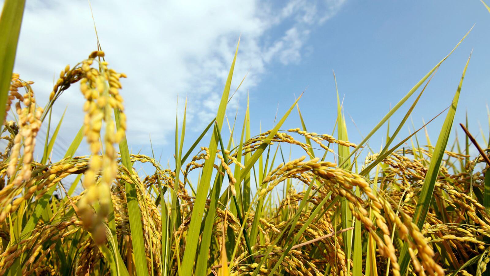 cheats/2011/09/24/radioactive-rice-found-near-fukushima/japan-rice-cheat_aaw57k