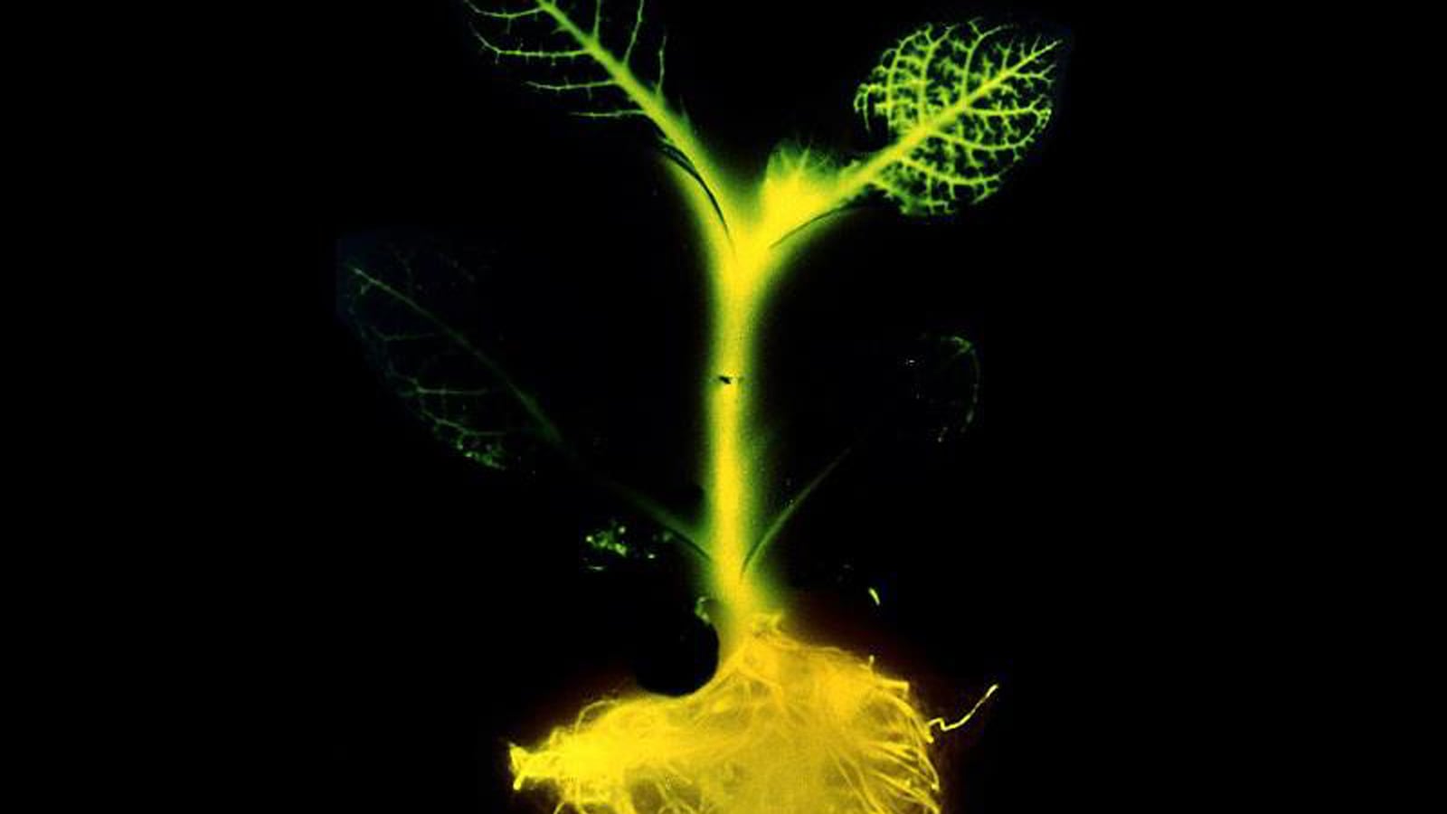 articles/2013/08/18/plants-that-glow-in-the-dark-spark-heated-debate/130816-glowing-plant-tease_ajpzke