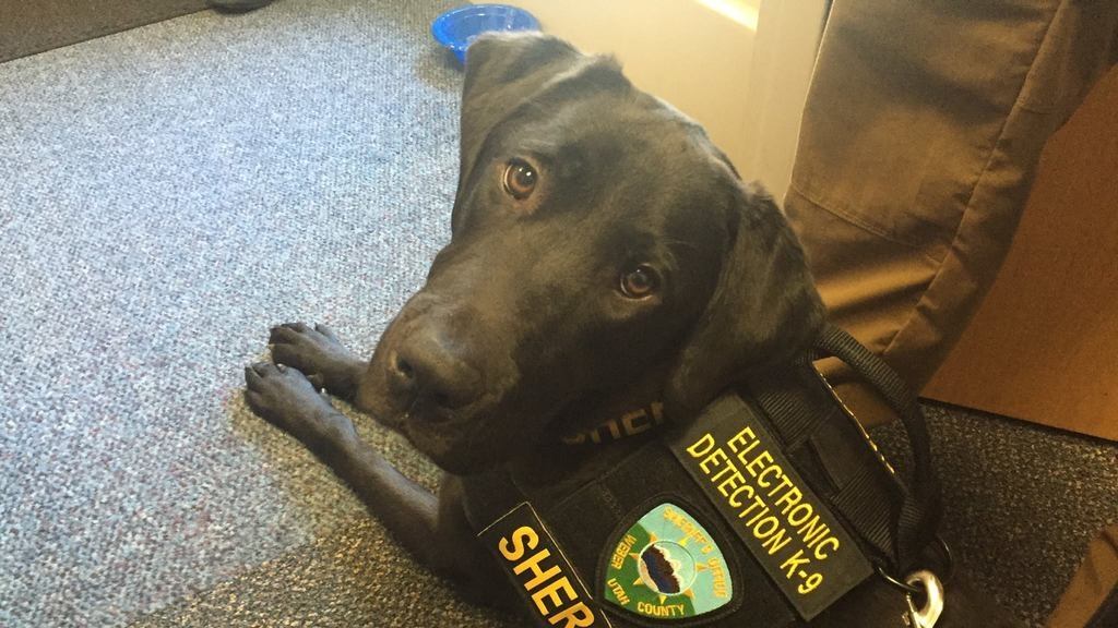 articles/2016/06/24/utah-police-now-have-a-kiddie-porn-sniffing-dog/utah-police-now-have-a-kiddie-porn-sniffing-dog-image_lsmtmk