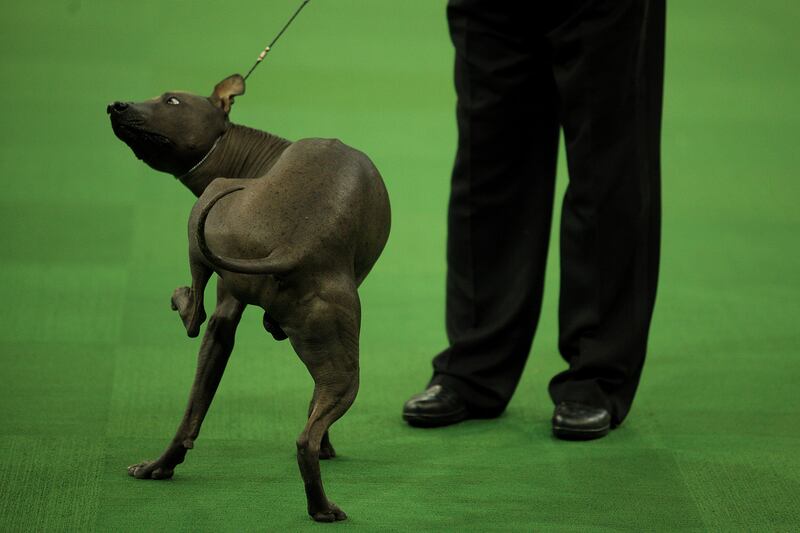 galleries/2014/02/12/westminster-parade-of-purebreds-photos/westminster-gal-11_kk48vv